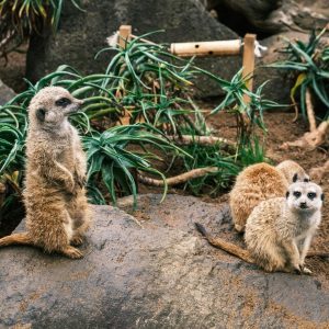 Reaseheath Zoo